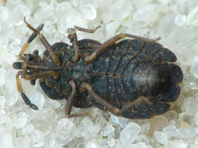 Aradus distinctus Fieber, 1860